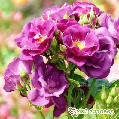 Рапсодия ин Блю - подробное описание и характеристики розы сорта, фото и отзывы садоводов - всё о прекрасном многоцветковом цветке Рапсодия ин Блю - описание и характеристики розы сорта с фото и отзывы